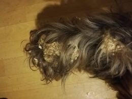 8 psów w typie york i shih tzu odebranych w karygodnym stanie