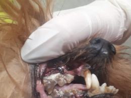 8 psów w typie york i shih tzu odebranych w karygodnym stanie