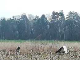 Pies przywiązany na środku pola w gminie Pokój. Czy interwencja TOZ będzie miała szczęśliwy koniec?