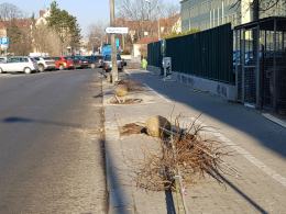 Miejski Zarząd Dróg sadzi na potęgę. W całym mieście zostanie posadzonych 3700 drzew