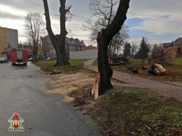 Kierowca twierdzi, że drzewo spadło samo. Policjanci nie wiedza jak zakwalifikować zdarzenie