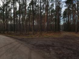 Wydano nadzwyczajny zakaz wstępu do lasu w obrębie Kędzierzyna-Koźla