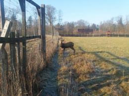 Nietypowa akcja TOZ-u. Mieszkańcy przetrzymywali w komórce...jelenia