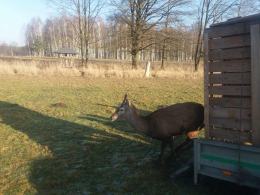 Nietypowa akcja TOZ-u. Mieszkańcy przetrzymywali w komórce...jelenia