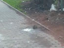 Mieszkańcy alarmują: Mnóstwo szczurów w centrum miasta!