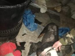 Dwa bulteriery żywiły się suchym chlebem i padliną. Interwencja pod Prudnikiem
