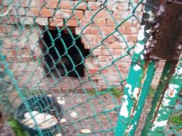 Dwa bulteriery żywiły się suchym chlebem i padliną. Interwencja pod Prudnikiem