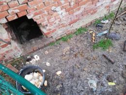 Dwa bulteriery żywiły się suchym chlebem i padliną. Interwencja pod Prudnikiem