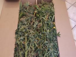 Nielegalna plantacja konopi zlikwidowana