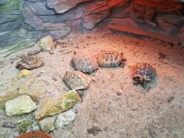 W opolskim zoo cały czas można spotkać lato