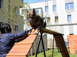 Po 7 latach służby, Hordo odszedł na zasłużoną emeryturę