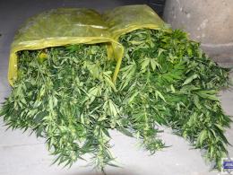 Policja zlikwidowała plantacje marihuany w domu 50-latka