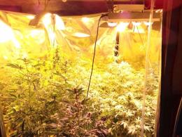Policja zlikwidowała plantacje marihuany w domu 50-latka