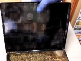 Policja zlikwidowała plantacje marihuany w domu 50-latka