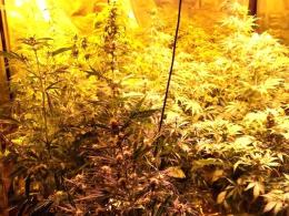 Policja zlikwidowała plantacje marihuany w domu 50-latka