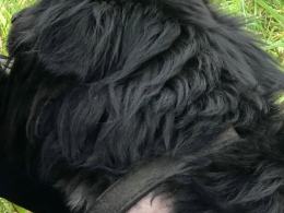 Suczka z młodymi przywiązana do budy na środku pola. Interwencja TOZ