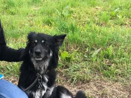 Suczka z młodymi przywiązana do budy na środku pola. Interwencja TOZ