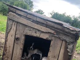Suczka z młodymi przywiązana do budy na środku pola. Interwencja TOZ