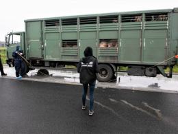 Reńska Wieś: Przewoźnik wiózł za dużo zwierząt