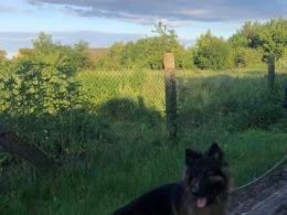 Wolontariusze opolskiego TOZ-u zabrali interwencyjnie 3 psy i kota