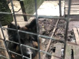 Wolontariusze opolskiego TOZ-u zabrali interwencyjnie 3 psy i kota