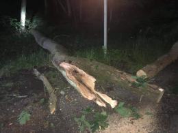 Drzewo spadło na podróżujące samochodem dwie osoby