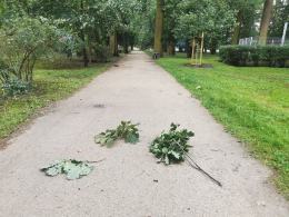 Ponad 150 interwencji straży. Służby ratunkowe usuwają skutki nawałnicy w Opolu