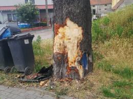 Kantorowice: Samochód osobowy uderzył w drzewo