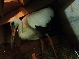 Bocian porażony prądem uratowany przez druhów z Wilkowa
