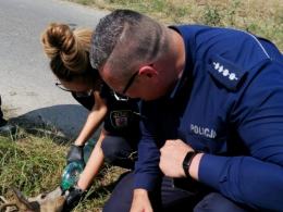 Potrącony koziołek trafił w dobre ręce