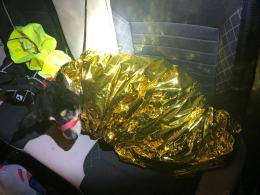 Kundelek konał w rowie przez 3 dni, a labradorka szukała pomocy
