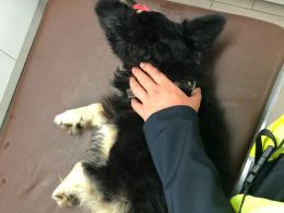 Kundelek konał w rowie przez 3 dni, a labradorka szukała pomocy