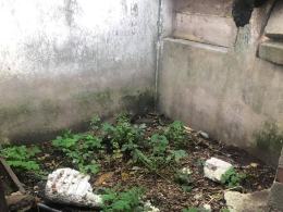 Pies był trzymany w komórce - wśród śmieci, odchodów i szkła