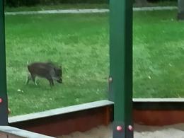 Dzik na podwórku przedszkolnym w Opolu. Strażacy wezwani do akcji