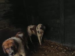 Granice zostały przekroczone! Odebrano ponad 60 psów z pseudohodowli