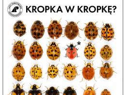 Azjatyckie biedronki arlekiny już kolejny rok z rzędu postanowiły u nas przezimować