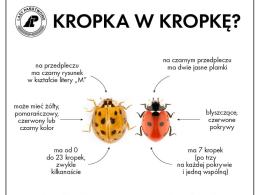 Azjatyckie biedronki arlekiny już kolejny rok z rzędu postanowiły u nas przezimować