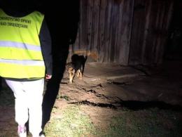 Trzymany na łańcuchu roczny psiak odzyskał "dzieciństwo" dzięki interwencji TOZ