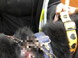 Gmina Głogówek: Łańcuch na szyi psa zaczynał wrastać w ciało