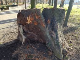 Ścięto drzewa w Parku Nadodrzańskim. "To dewastacja nie pielęgnacja!"