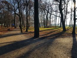 Ścięto drzewa w Parku Nadodrzańskim. "To dewastacja nie pielęgnacja!"