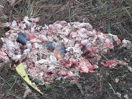 Niesmaczny poświąteczny widok przy akwenie Dębowa. Ktoś podrzucił rybie odpady