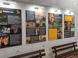 Wiosną do opolskiego zoo wprowadzą się lwy i tygrysy. Wybieg jest prawie gotowy