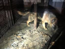Dramat psów rozgrywał się na plebanii w gminie Grodków