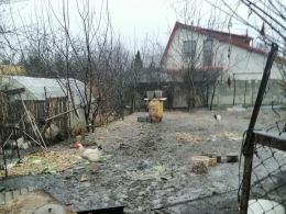 Tragiczne warunki zwierząt u gospodarza w Nysie. Martwe zwierzęta wyrzucał "za płot"