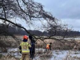 Psy nie umiały wrócić w bezpieczne miejsce. Pomogli strażacy