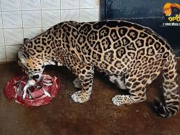 W opolskim zoo obchodzono urodziny samicy jaguara. Bora skończyła 21 lat