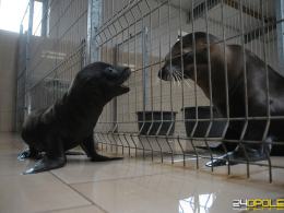 Opolskie zoo podsumowało działalność w pandemii. Blisko 100 tysięcy odwiedzin mniej