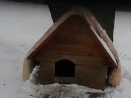 Pies niemal zamarzł w budzie. Interwencja w powiecie brzeskim