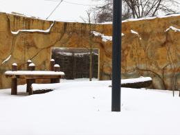 W opolskim zoo szkolą się opiekunowie lwów i tygrysów
